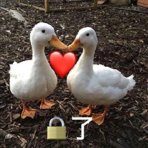 Meet your Posher, Yuxin